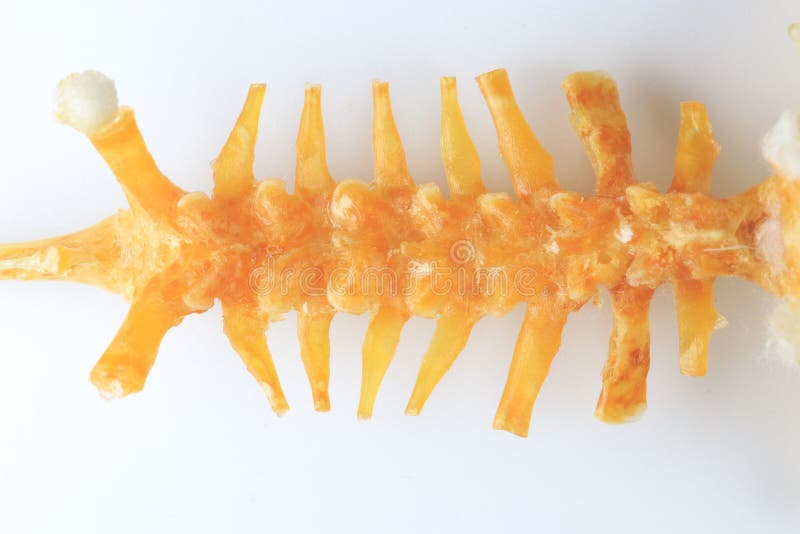 Skeletons frog bones in a laboratory. royalty free stock photos