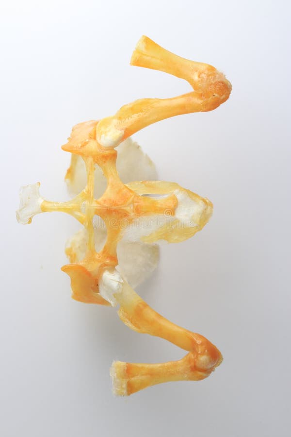 Skeletons frog bones in a laboratory. stock photo