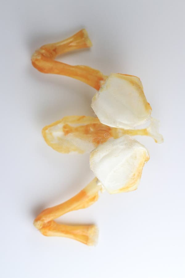 Skeletons frog bones in a laboratory. royalty free stock photos