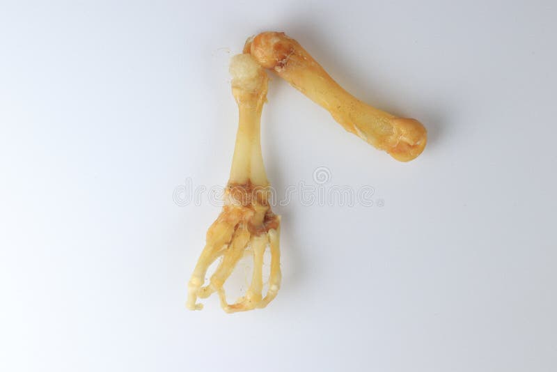 Skeletons frog bones in a laboratory. stock image