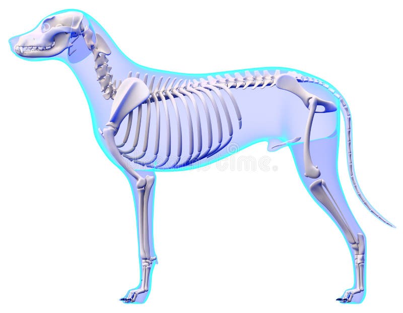 Skelett- Anatomi För Hund - Anatomi Av Ett Stock Illustrationer - Illustration korsben, radiografi: 50526436