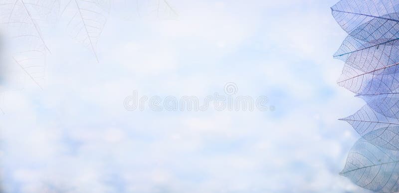 Skelett verlässt auf blured Hintergrund, Abschluss oben lizenzfreie stockfotos Skelett verlässt auf blured Hintergrund, Abschluss oben lizenzfreie stockfotos