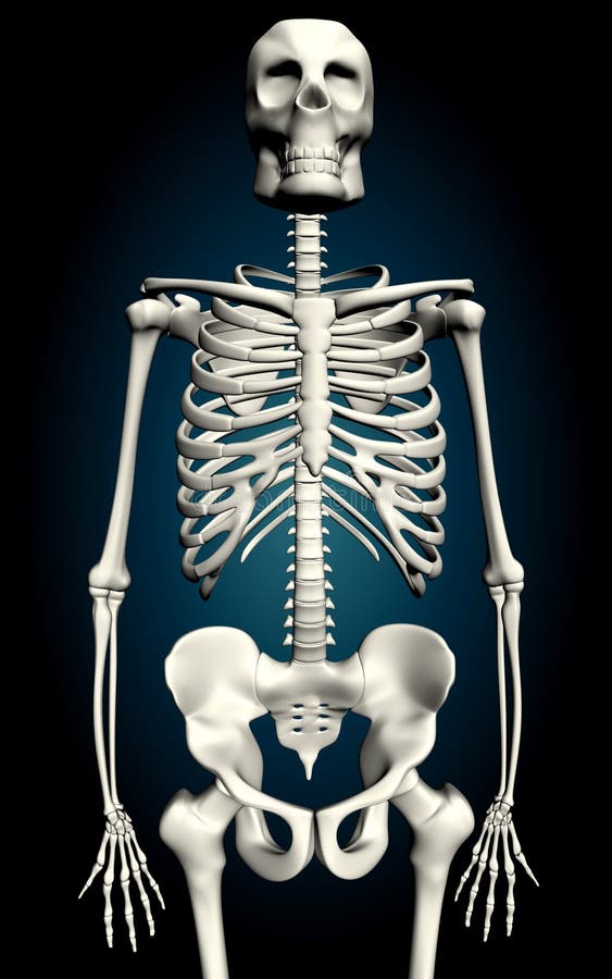 Skelton stock illustration. Illustration of joints, colour - 4408453