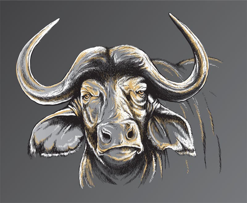 Sketch Of An African Buffalo's Face Stock Photos Image 30404863
