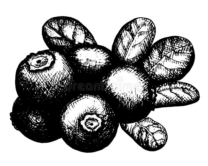 Sketch of blueberry stock vector. Illustration of white 53698635