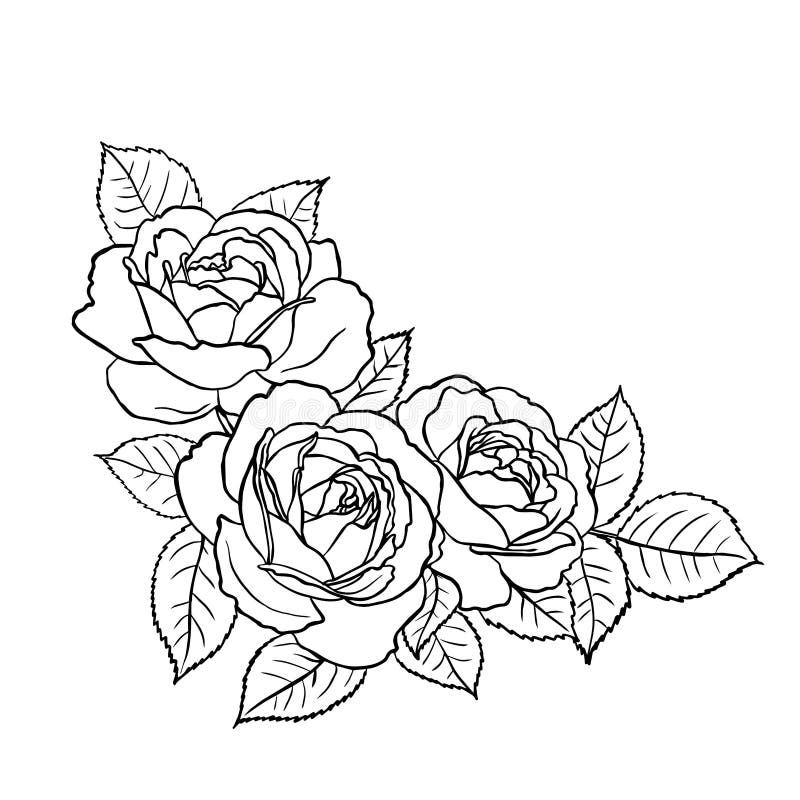 Sketch of a bouquet of roses. Black outline on a white background.