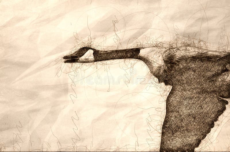 Sketch of a Canada Goose Flying in a Blue Sky vector illustration