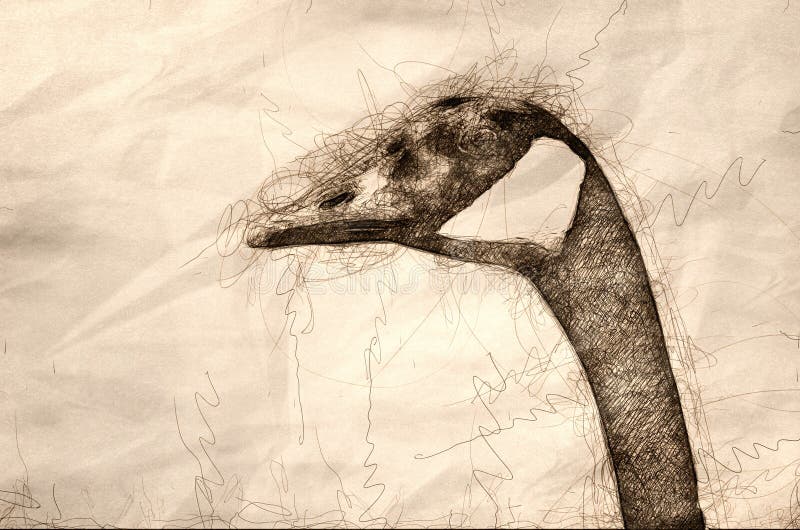 Sketch of a Canada Goose Profile royalty free illustration