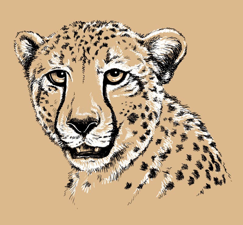 Sketch of a Cheetah's face stock vector. Image of wild
