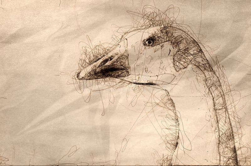 Sketch of a Close Look at the Profile of a White Goose royalty free illustration