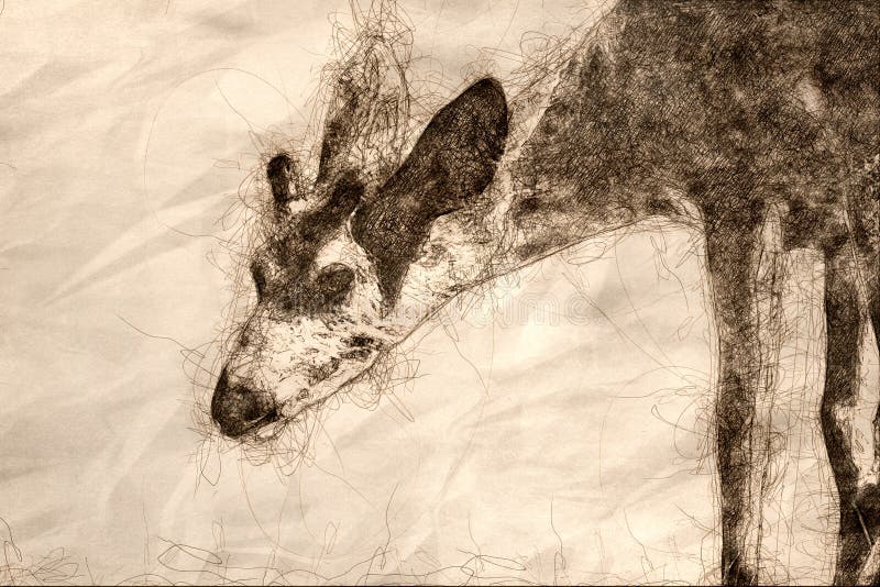 Sketch of a Close Look at the Profile of a Yong Buck Deer stock illustration