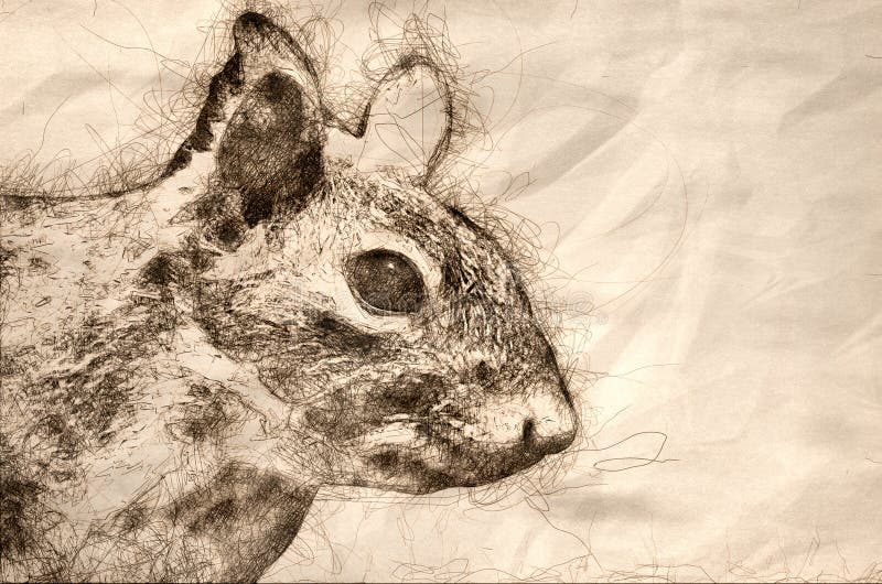 Sketch of a Close Look at a Squirrel Profile royalty free illustration