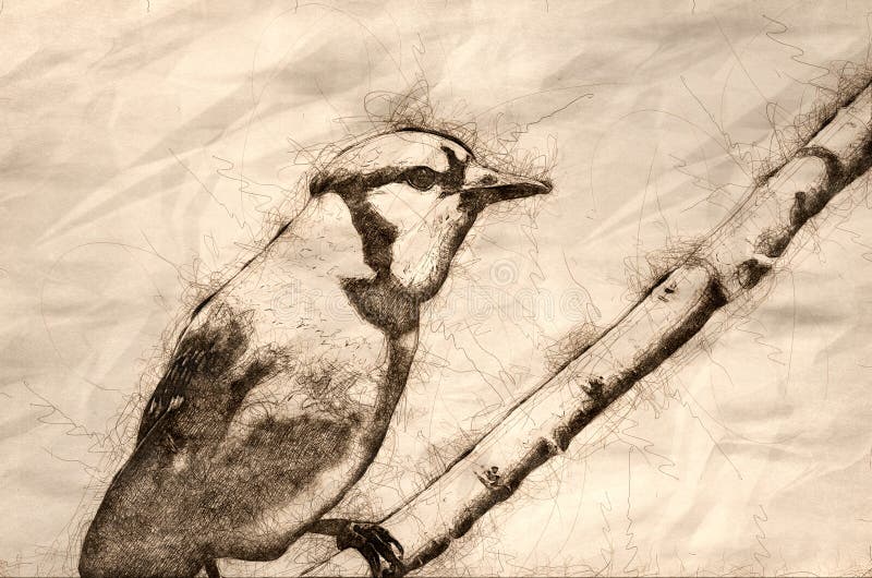 Sketch of a Close Profile of Blue Jay in Summer royalty free illustration