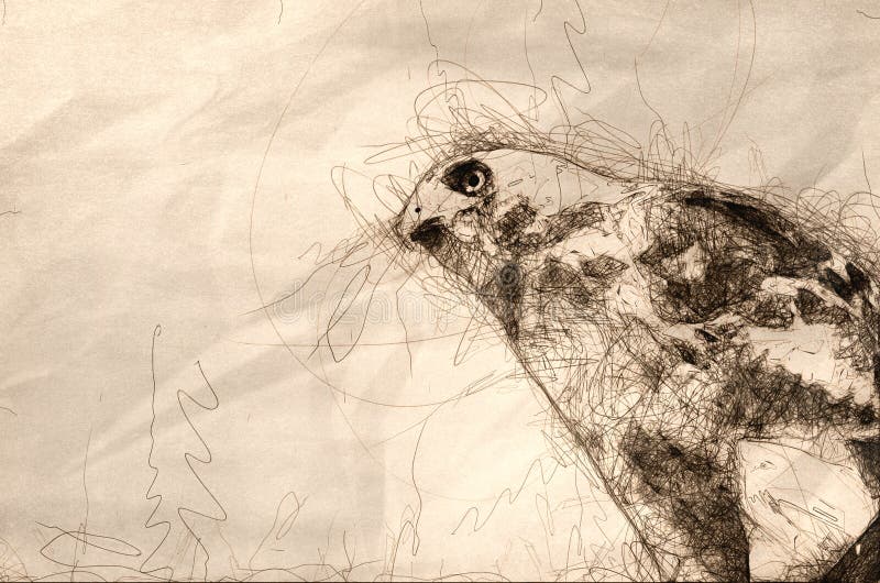 Sketch of a Close Up of a Red-Tailed Hawk Profile stock illustration