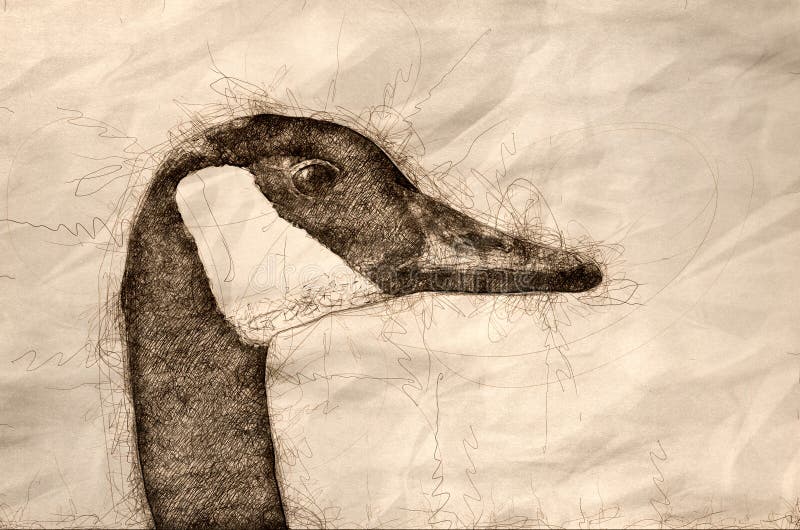 Sketch of a Close Up Profile of Canada Goose vector illustration
