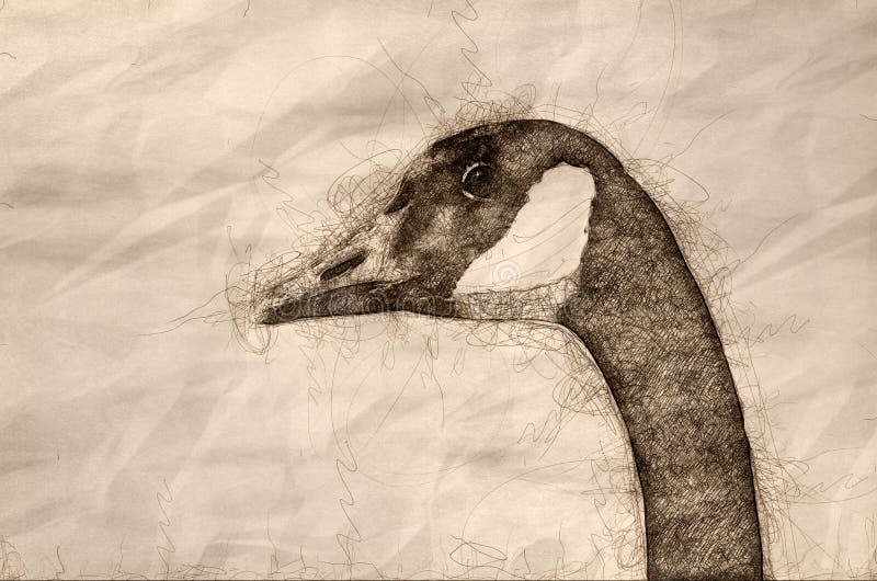 Sketch of a Close Up Profile of Canada Goose stock illustration