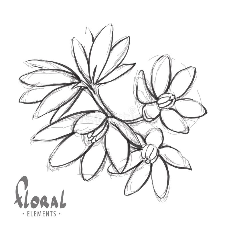 Sketch a delicate flower stock vector. Illustration of leaf 82751154