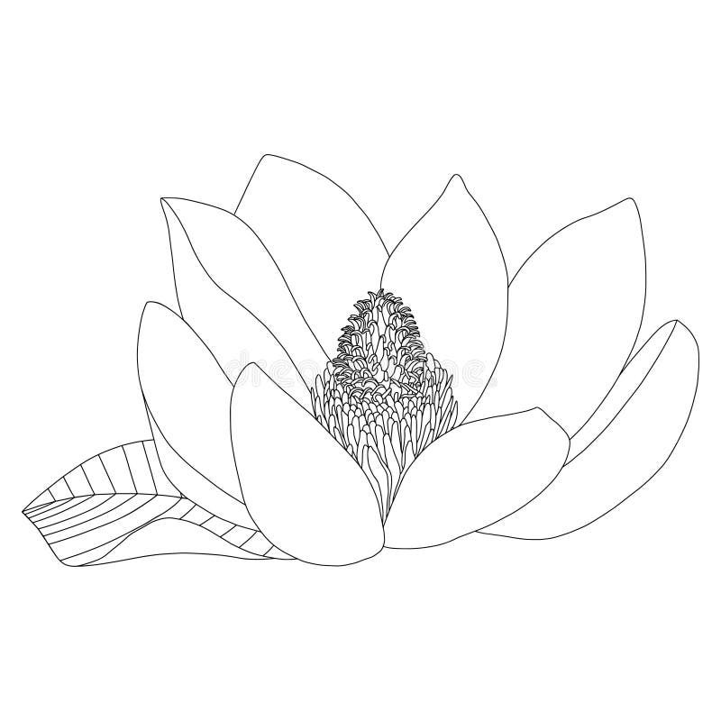 sketch di Magnolia flower su fondo bianco Floral botany Illustrazione botanica disegnata a mano in bianco e nero Linea