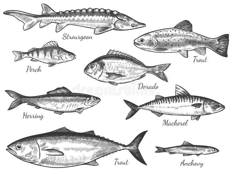 Sketch fish. Hand drawn different fishes trout, carp, tuna, herring and flounder, anchovy, dorado, fresh sea delicatessen vector set. Freshwater and ocean fishes, food and fishing sport concept