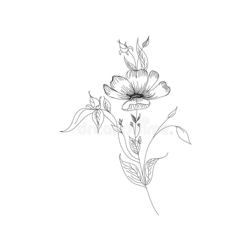 Sketch Floral Botany Collection Flower Drawings Black And White With Line Art On White Backgrounds Hand Drawn Botanical Stock Illustration Illustration Of Romantic Collection 154433489 sketch floral botany collection flower
