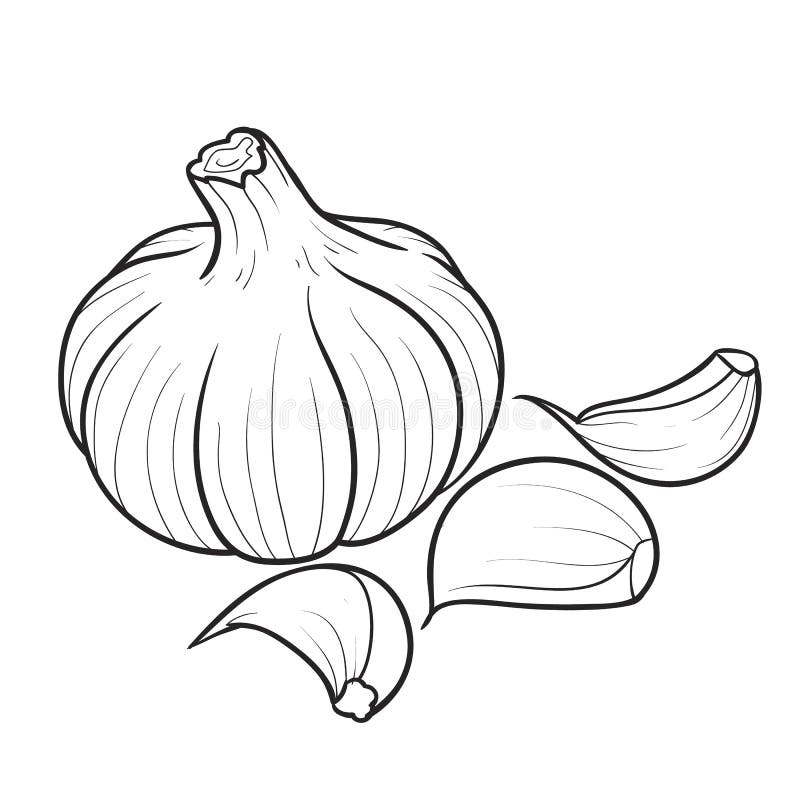 Garlic Coloring Page