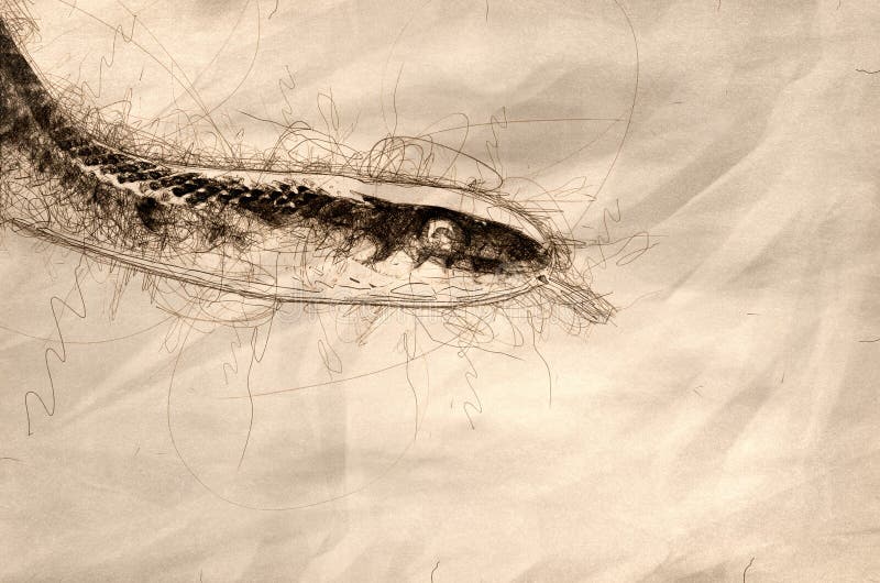 Sketch of a Garter Snake Close Up vector illustration