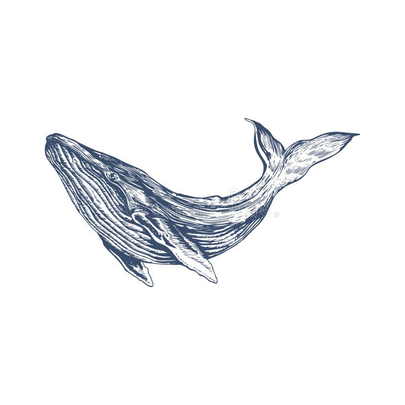 Sketch Hand Drawn Whale Illustration Stock Illustration - Illustration ...