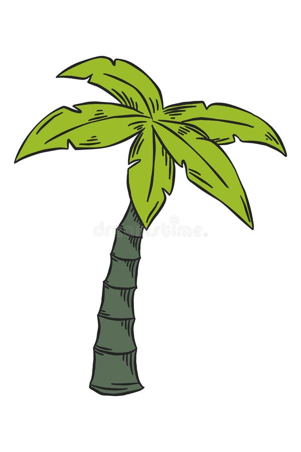 Sketch hand illustration Palm tree in green color vector illustration Sketch hand illustration Palm tree in green color vector illustration