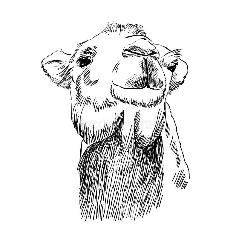 Sketch of camel stock vector. Illustration of mammal 101467127
