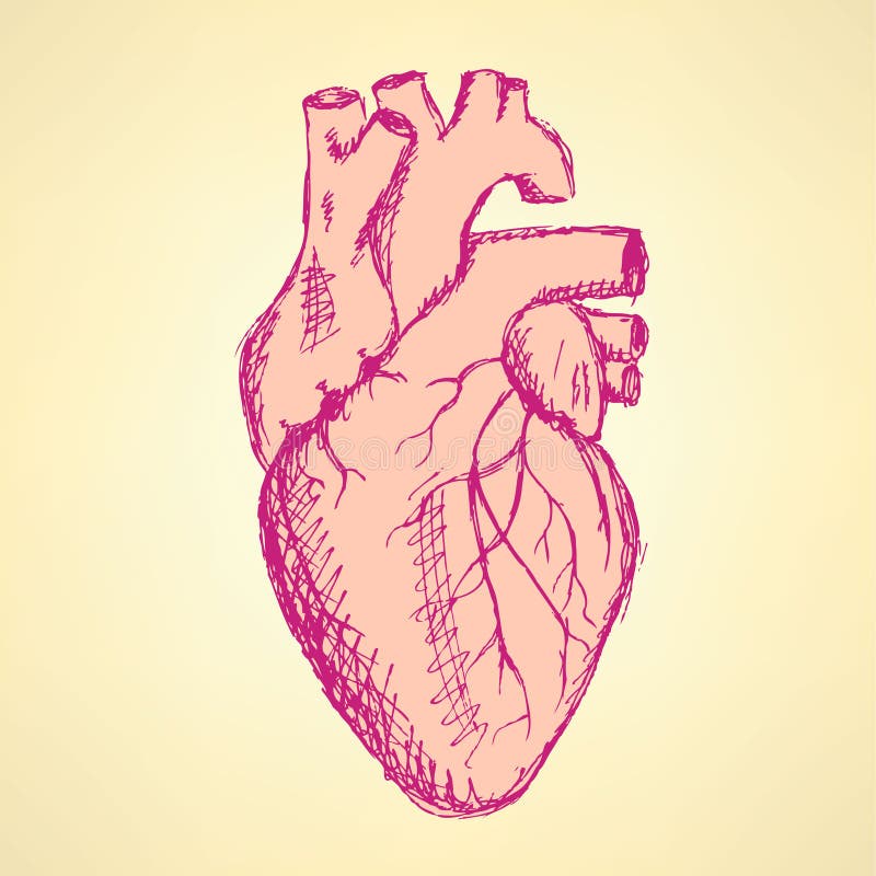 Sketch human heart in vintage style stock illustration Sketch human heart in vintage style stock illustration