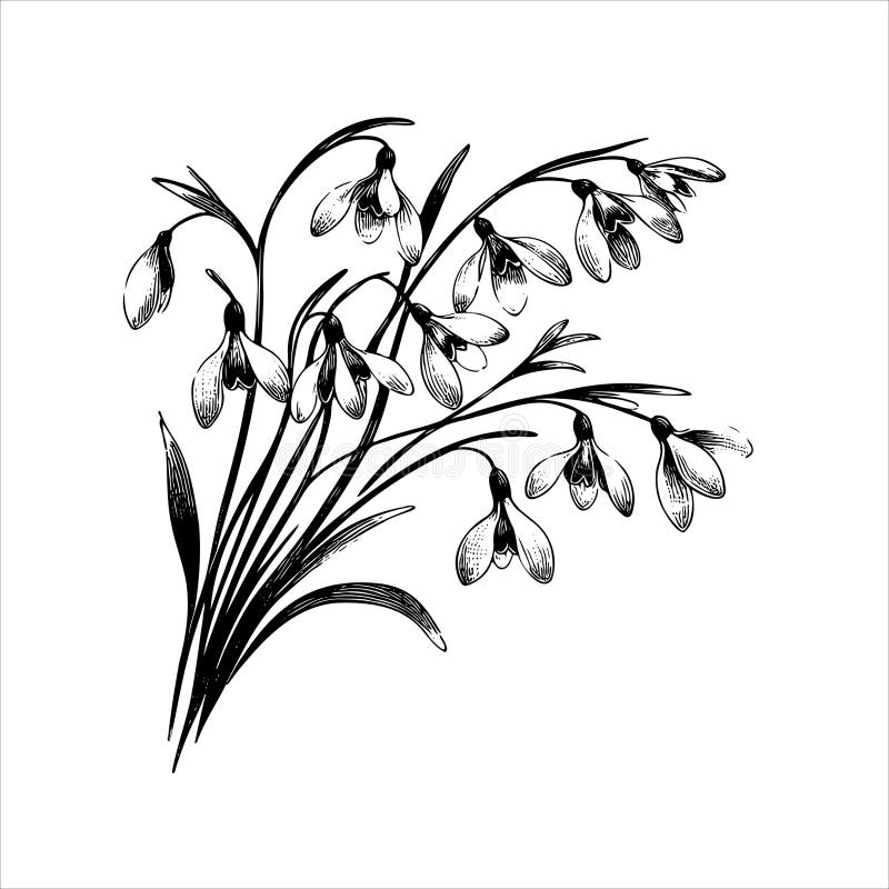 Snowdrop Vector Black White Stock Illustrations – 800 Snowdrop Vector