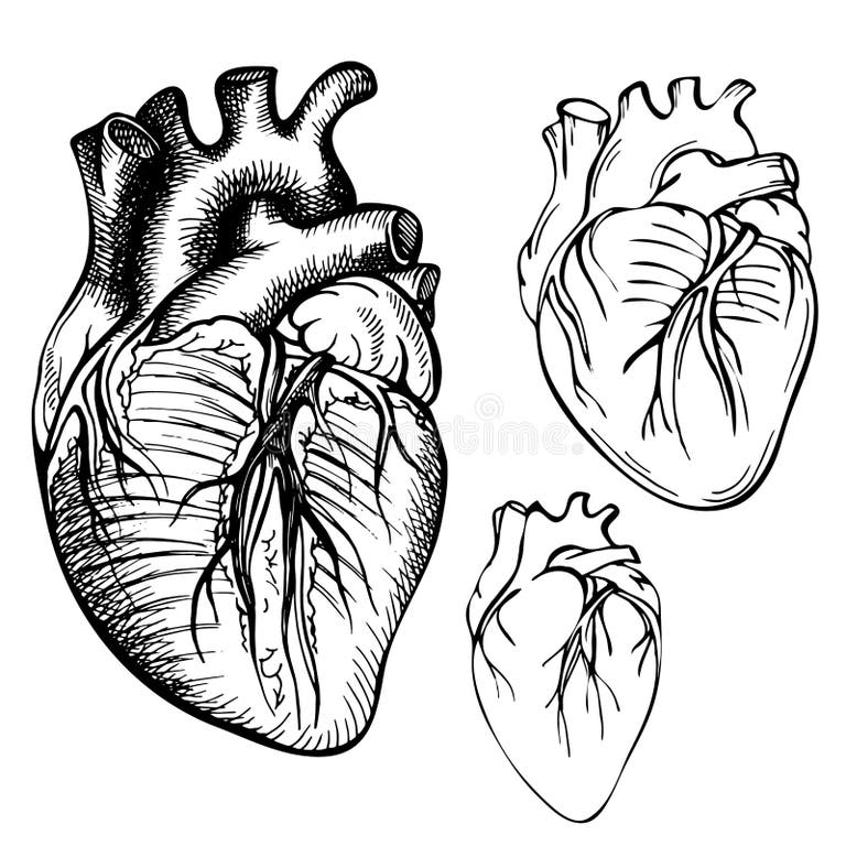 Anatomical Black Heart Stock Illustrations – 2,002 Anatomical Black ...