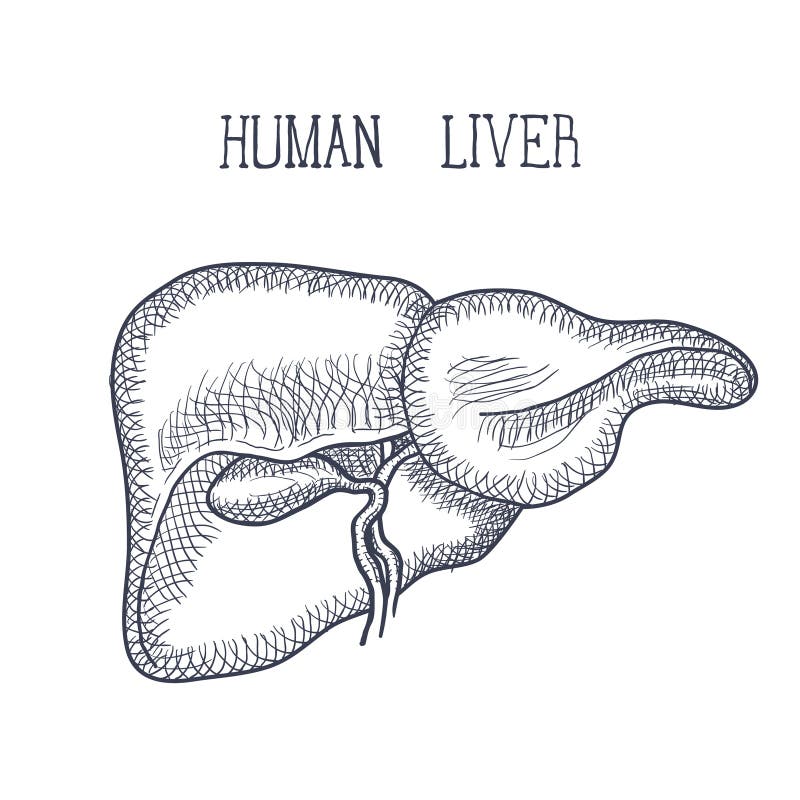 Anatomy of liver (www.google.com) | Download Scientific Diagram