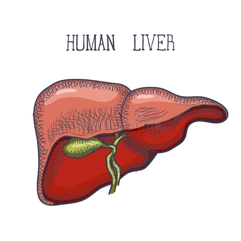 Anatomy Liver Vector Drawing Symbols Digestive Stock Vector (Royalty Free)  2303860173 | Shutterstock