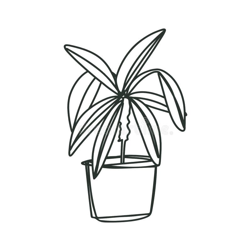 Sketch, Line Art Style Caper Spurge Houseplant, One Line Potted Plant ...