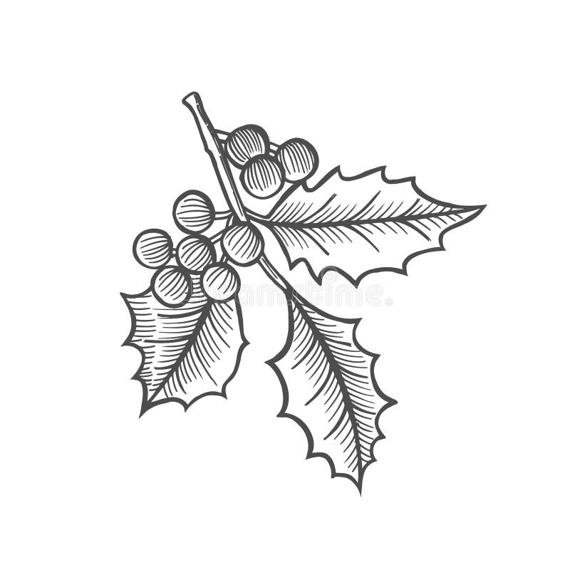Sketch of mistletoe branch stock vector. Illustration of card - 122690177