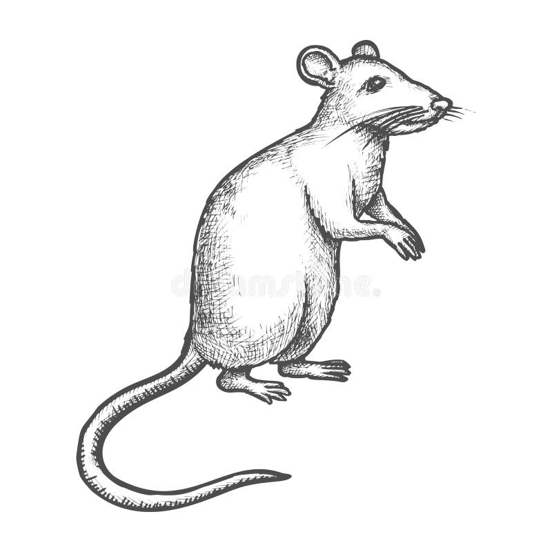 Cute Rat Drawing Realistic - Drawing Skill