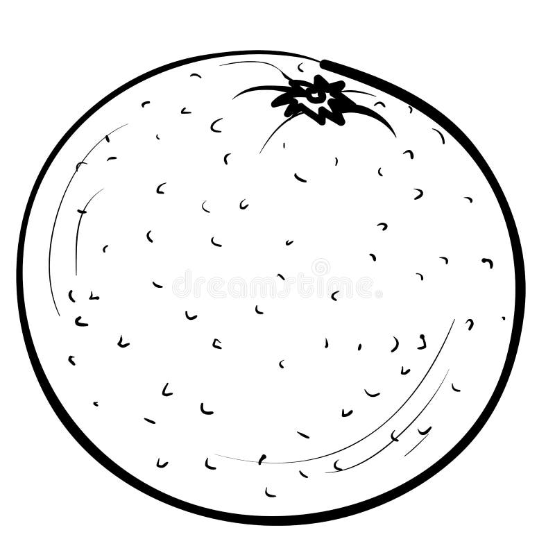 Sketch Of Orange Or Tangerine, Coloring Book, Isolated Object On White