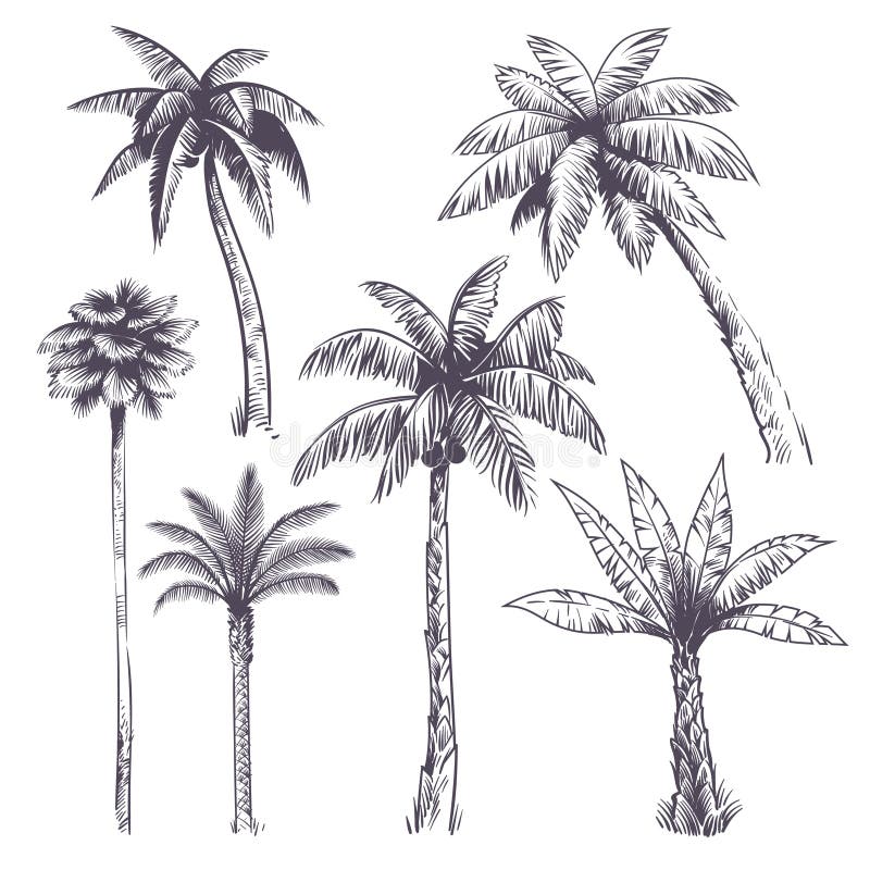 Coconut Tree Drawing Stock Illustrations 7 026 Coconut Tree Drawing Stock Illustrations Vectors Clipart Dreamstime dreamstime com