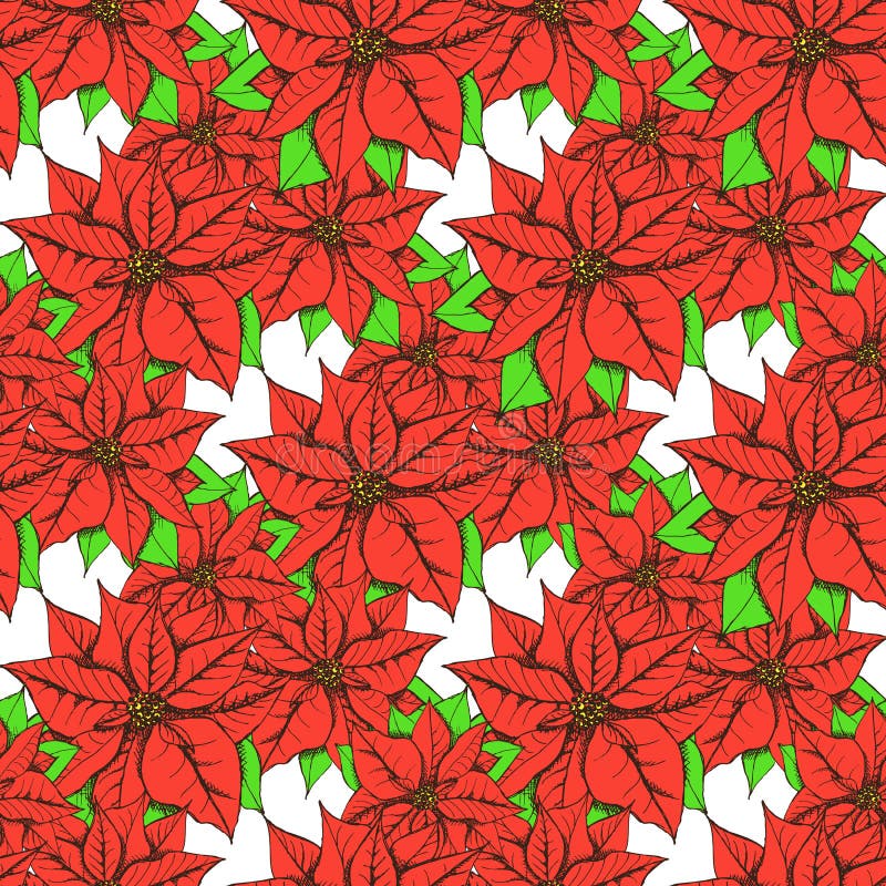 Sketch poinsettia vector illustration Sketch poinsettia vector illustration