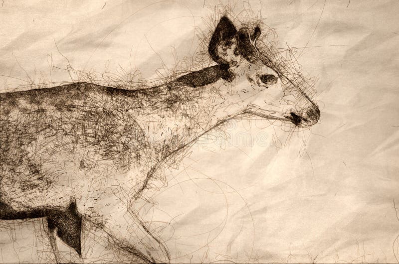 Sketch of the Profile of a Buck Deer stock illustration