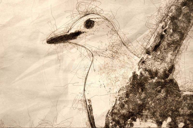 Sketch of a Profile of Curious Red-Bellied Woodpecker in the Tree Branches stock image