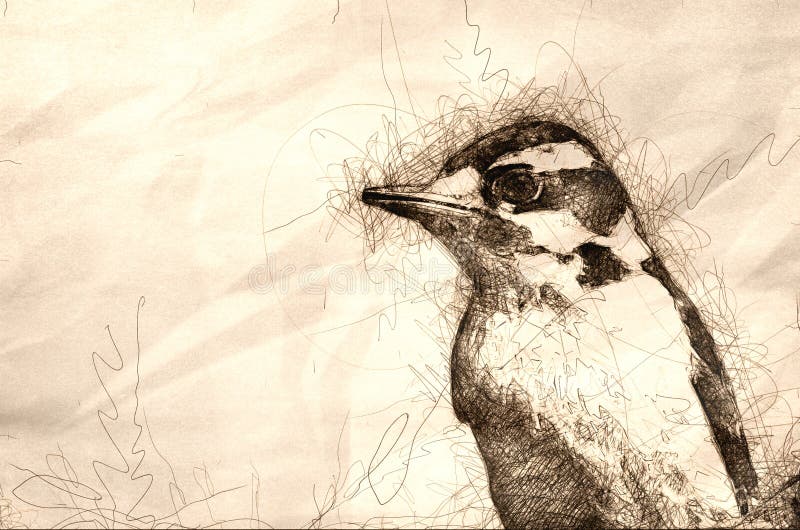 Sketch of the Profile of a Downy Woodpecker royalty free stock images