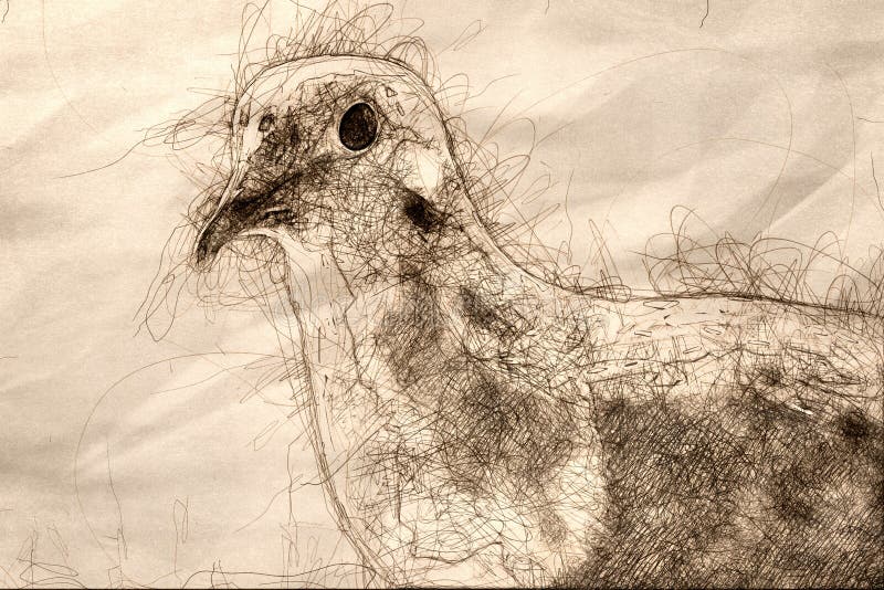 Sketch of a Profile of a Perched Mourning Dove vector illustration