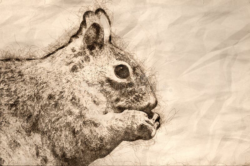 Sketch of a Squirrel Eating a Seed royalty free illustration
