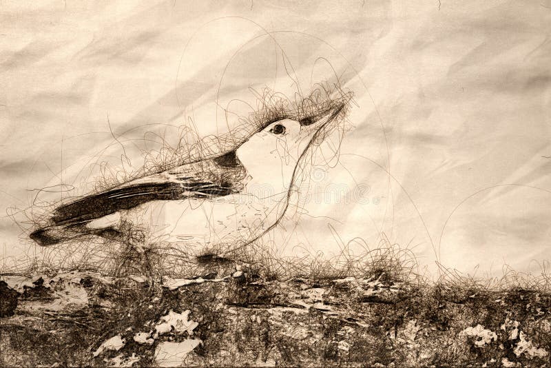 Sketch of a Profile of a White-Breasted Nuthatch Perched on a Weathered Tree Branch vector illustration