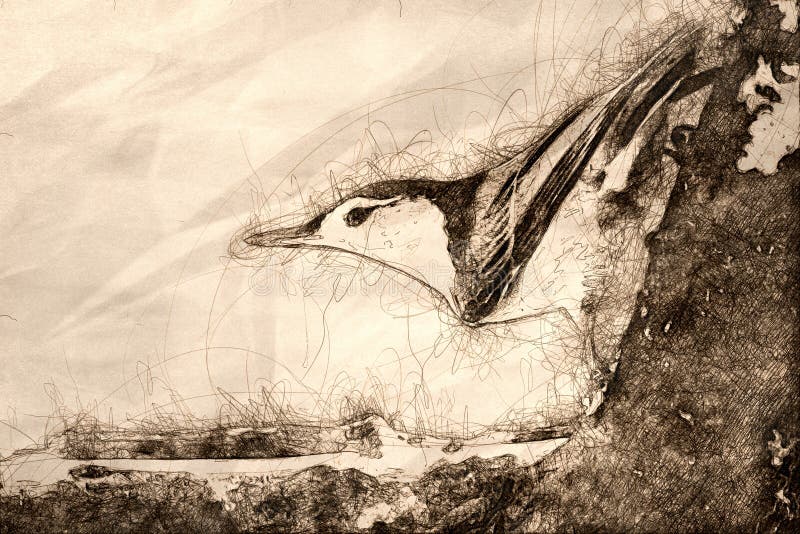 Sketch of a Profile of a White-Breasted Nuthatch Perched on a Weathered Tree Branch stock image