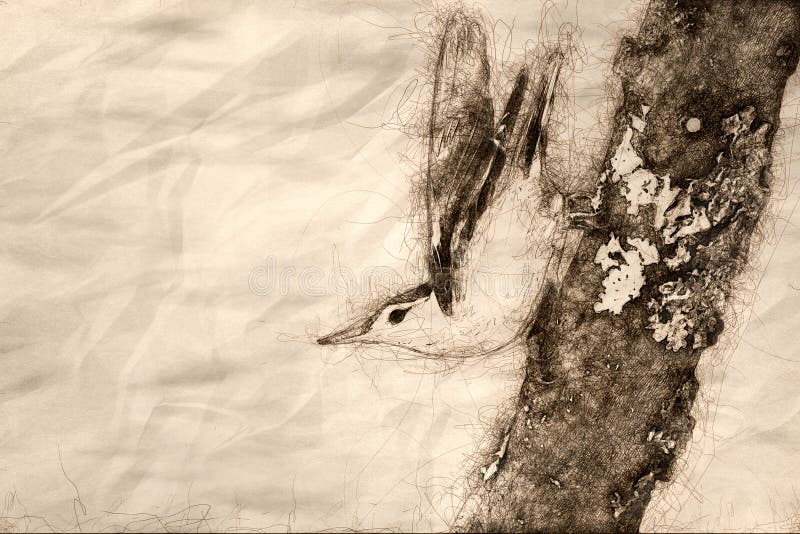 Sketch of Profile of a White-Breasted Nuthatch Perched on a Weathered Tree Branch vector illustration