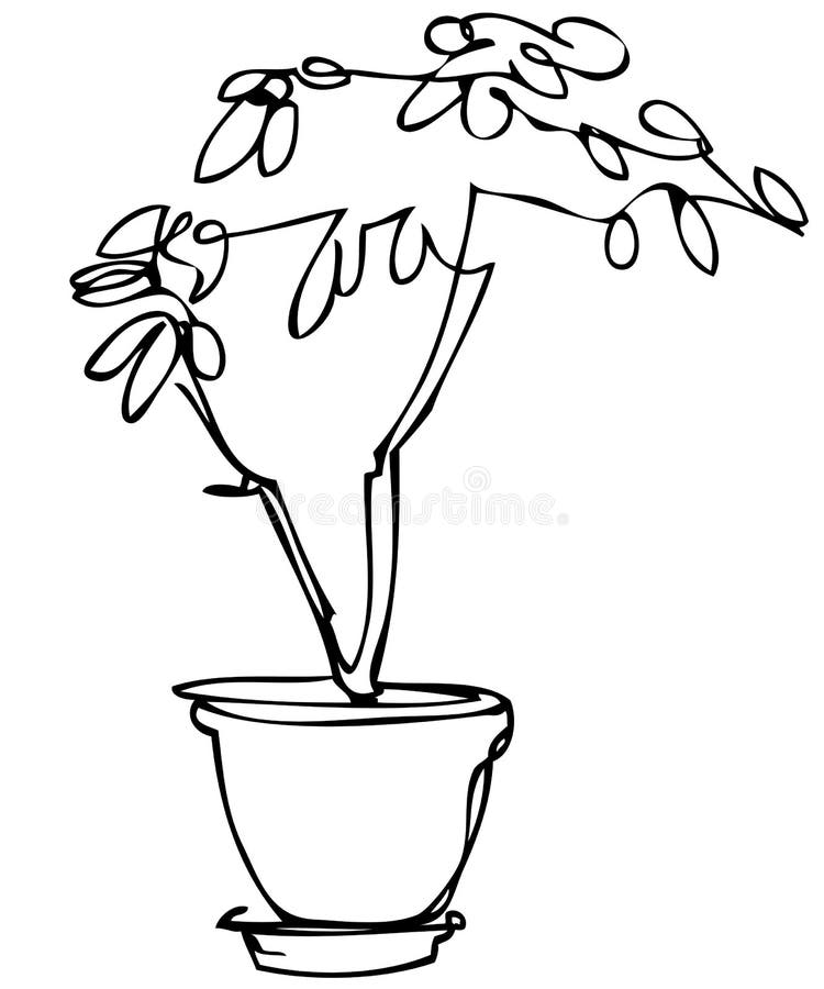 Sketch Room Plant Flower in a Pot Stock Vector Illustration of black