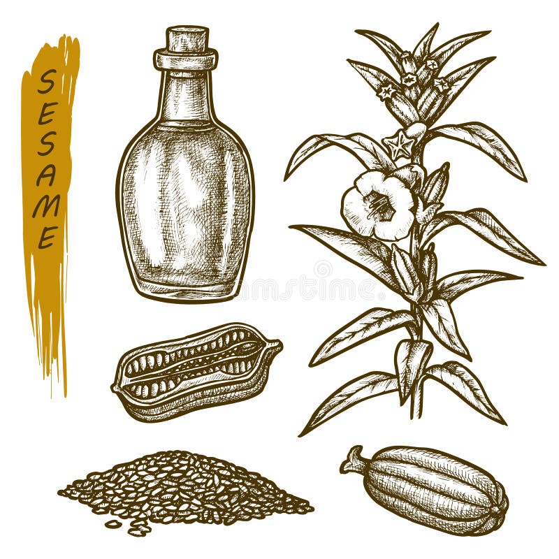 Sketch sesame seeds and oil, spice seasonings